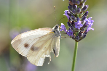 Papillon sur lavande