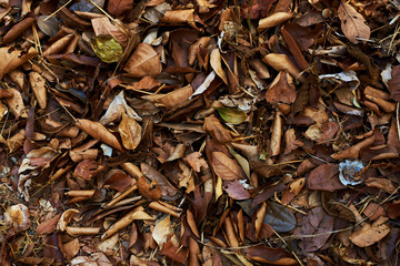 Autumnal texture - fallen leaves.