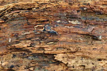 Old rotten wood texture background. Old damaged background texture with dirt and scratches. Old wooden texture close up. Abstract background.