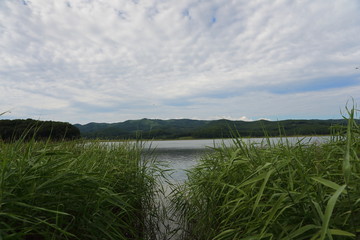 shore of a lake overgrown with grass, blue sky. Spindrift clouds