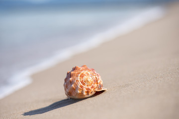 砂浜と貝殻
