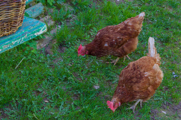 Chicken walk around the yard in the village in the spring