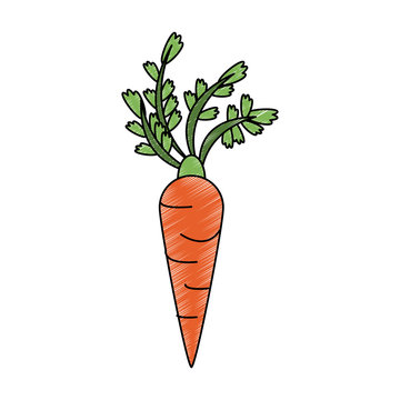 Carrot fresh and natural vegetable vector illustration graphic design