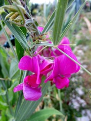 Gros plan en extérieur de fleurs roses de pois de senteur  (Lathyrus odoratus). 