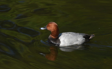 Fototapeta premium Common Pochard spotted in St James' Park