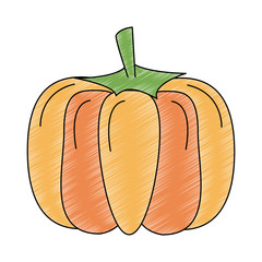 Pumpkin fresh and natural vegetable vector illustration graphic design