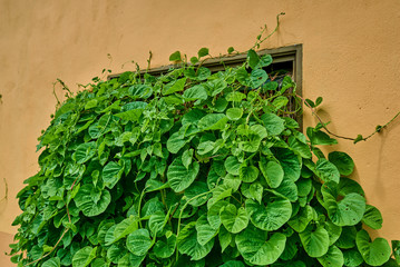 Close-up single wood old window with broken glass in wall of the old abandoned countryside house, overgrown with ivy.