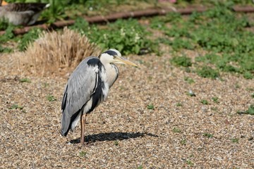 Grey Heron spotted in St James' Park