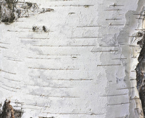 pattern of birch bark with black birch stripes on white birch bark and with wooden birch bark...