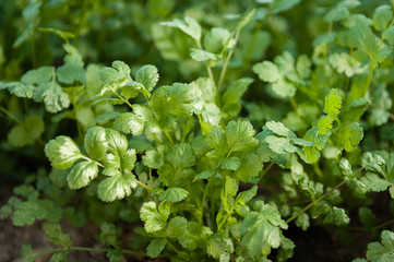 A cluster of freshly growing cilantro herbs.