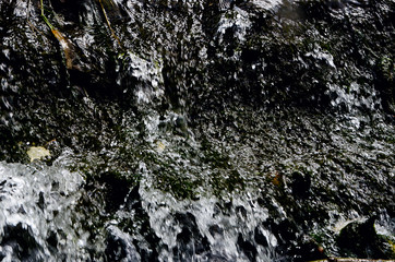 beautiful water in the pond