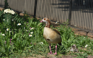 Fototapeta premium Egyptian Goose with its young one