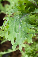 Water drops on a leaf of kale in a field.