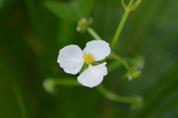Obraz premium Bulltongue arrowhead flower, Sagittaria sp., Central of Thailand