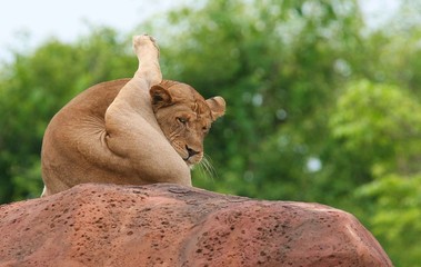 female cudling lion