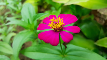 close-up zinnia violacea flower in garden