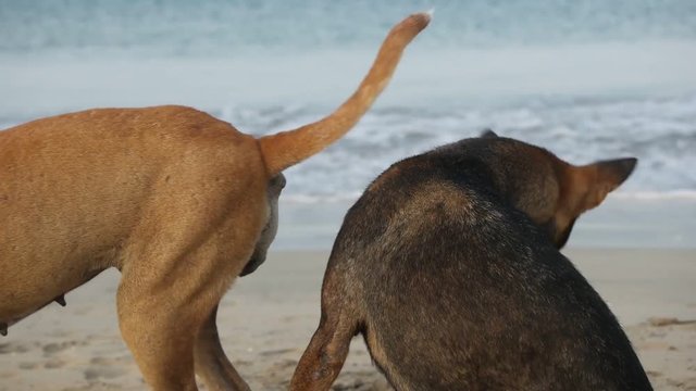 dog play on ocean beach
