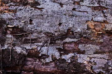 Wooden dark background eaten by termites. Old weathered wooden surface with termites holes in it.  Natural wood texture.