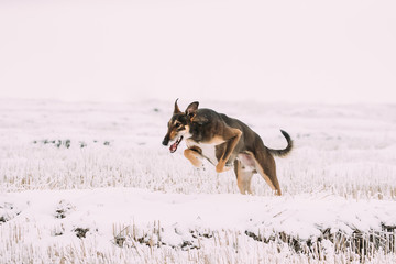 Fototapeta na wymiar Hunting Sighthound Hortaya Borzaya Dog During Hare-hunting At Winter Day