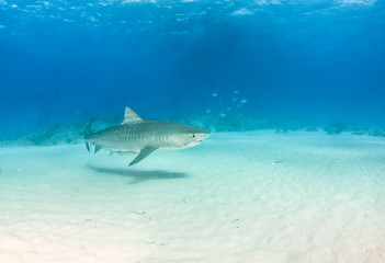 Tiger shark at Tigerbeach, Bahamas