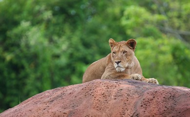 female lion on rock stone