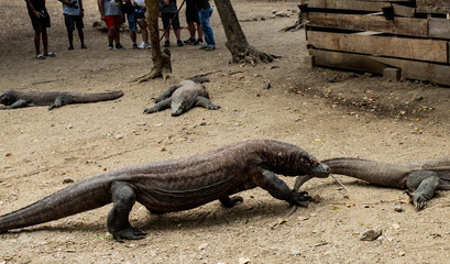 The Komodo dragon is the biggest living lizard in the world. Island Rinca. Indonesia.