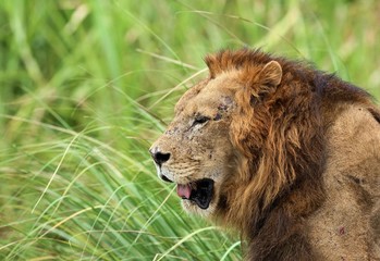old lion face side view 