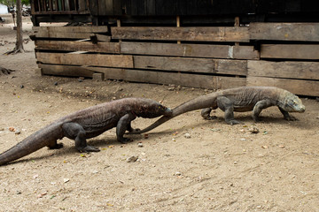 The Komodo dragon is the biggest living lizard in the world. Island Rinca. Indonesia.