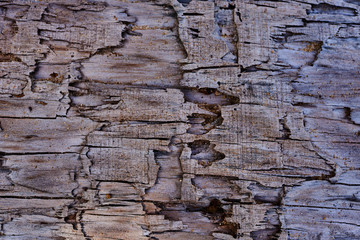 Texture of bark wood used as natural background.
