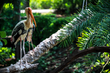 bird, stork, animal, nature, beak, wildlife, zoo, white, feather, wild, water, animals, birds, stork, wings, green, tree, sea, wing, brown