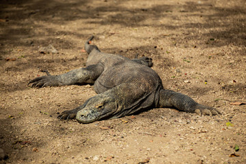The Komodo dragon is the biggest living lizard in the world. Island Rinca. Indonesia.