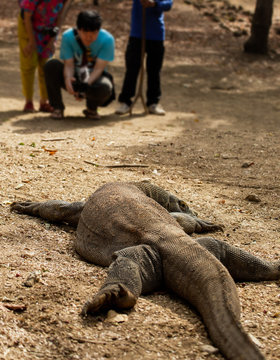 The Komodo dragon is the biggest living lizard in the world. Island Rinca. Indonesia.