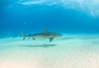 Fototapeta premium Tiger shark at Tigerbeach, Bahamas