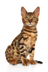 Bengal cat on white background