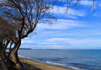 Seascape in Greece. Tamarisk trees in the beach, blue sea