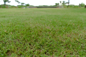 Grassy green lawn texture background