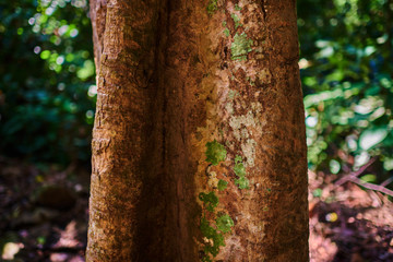 Tropical tree trunk on the natural green background. Brown pattern background  tree bark. Tree trunk texture of old  bark for background.  Texture tree trunk in tropical forest.