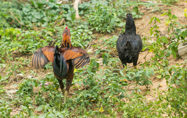 Rooster and hen