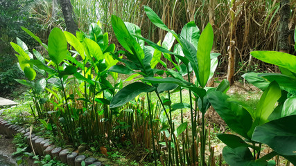 close-up green alpinia galanga plant in garden