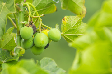 Fototapeta premium Jatropha curcas