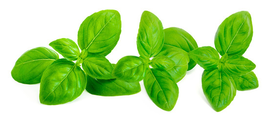 Fresh green basil leaves isolated on white background. Border frame of Basil leaf herb. Macro.