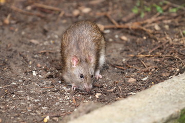Very nice rat in my garden in summer