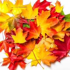 Naklejka na ściany i meble Autumn leaves on white Background, flat lay. Heap of Colorful Marple leaves, studio image