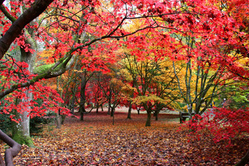 Acer glade, autumn colours 