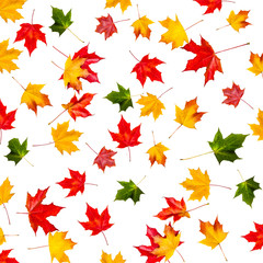 Seamless pattern with colorful autumn leaves. Abstract fall background. Falling Marple leaves isolated  on white background..