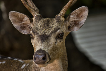 muzzle of sika deer