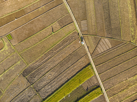 Beautiful rice field harvest season aerial view with line pattern in Yogyakarta, Java Island, Indonesia