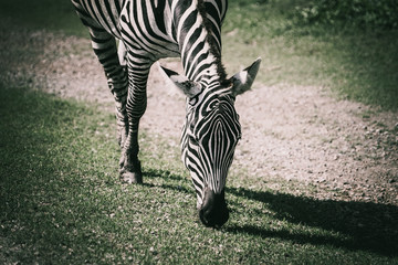Obraz na płótnie Canvas Zebra head eating grass on the ground