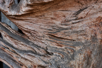 Trunk tree texture and background. Cut texture of the old tree. Abstract wood cut texture pattern background. Old natural wooden shabby background close up. Surface eroded by time, old wood background