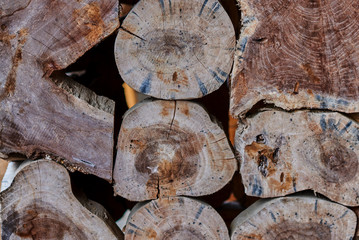 Eco natural wooden decor of tree light brown round stumps wallpaper.  Wood face cut texture pattern...